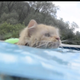 Illustration for article titled Follow This Swimming Cats Example and Go to the Pool Immediately